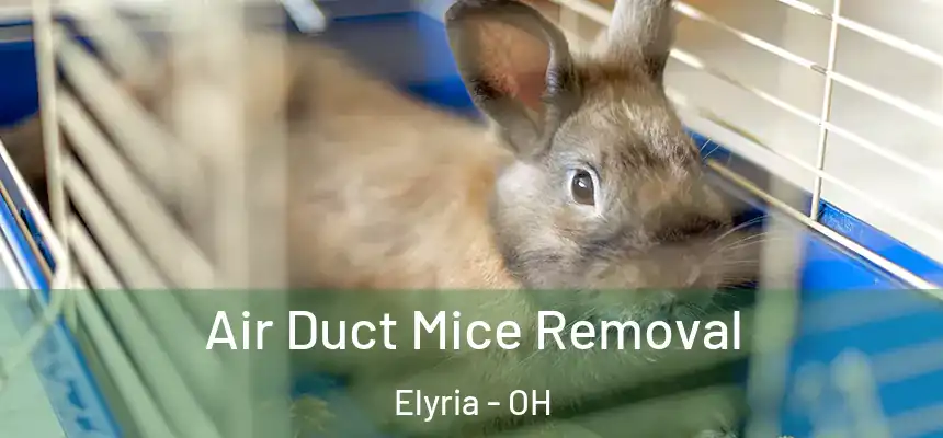 Air Duct Mice Removal Elyria - OH